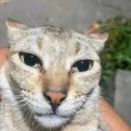 PepinitoSixSeven
