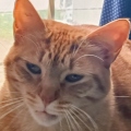 Cartuchito
