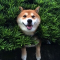 ShibeGuyl