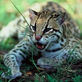Ocelot971