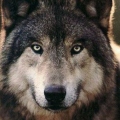 GreyWolf