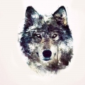 Little_Wolf