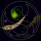 Shargen