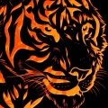 Le Tigre Orange