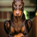 Mario le doberman