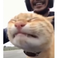 Furboy