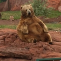Fat Sad Bear