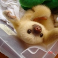 Little Sloth