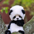 Cokoladna Panda