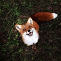 Sneaky_Fox_