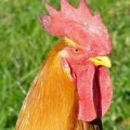SergentePollo