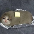 sad potato cat
