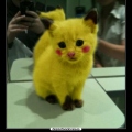 GATACHU
