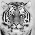 TigerWhiTe