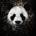 MrPandaS