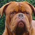 virusdogue
