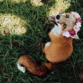 Honeyfox