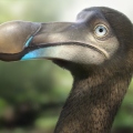 Dodo
