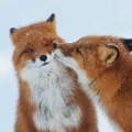 Foxans