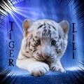 TigerLili