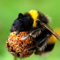 Bumblebear