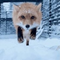 foxaway