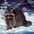 Rant Raccoon