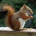 Squirrel;29