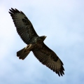 Bussard1