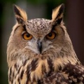 Hibou Suspicieux