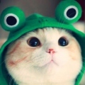 Frosch