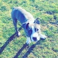 Whiite s2