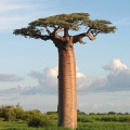 PrBaobab