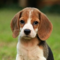 Beagles
