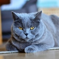 Chartreux