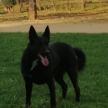 Lutus1988