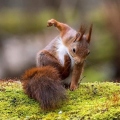 LordSquirrel