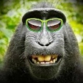 Macacoreal