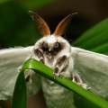 Eovenator