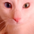 wildcat