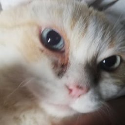 lilynyan