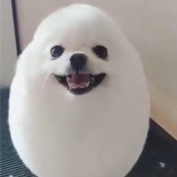 Benji