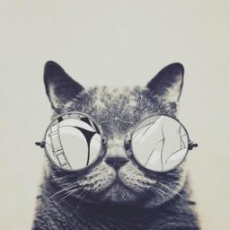 Darcysam