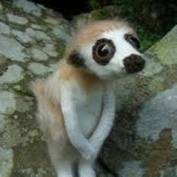 Snoozel de la Pampa