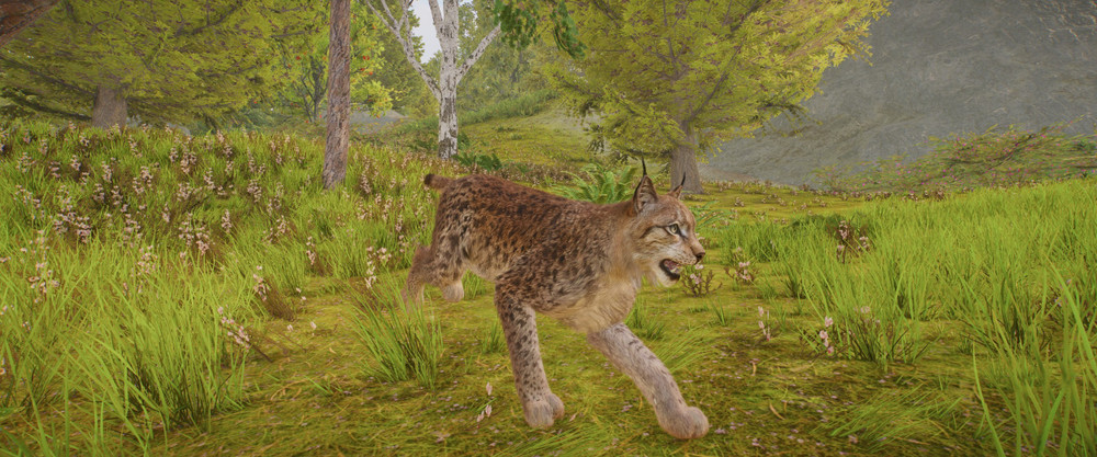 Luchs, der durch eine weitläufige, grüne Landschaft streift