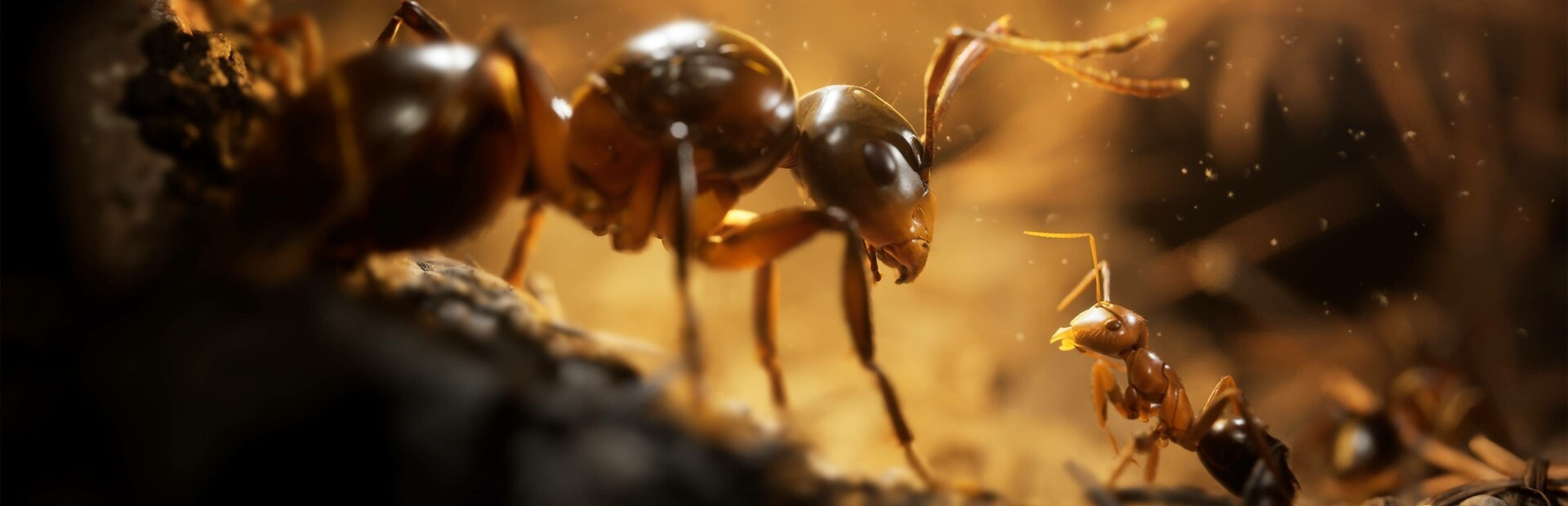 Les Fourmis